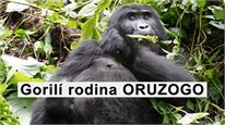 Gorilí rodina ORUZOGO